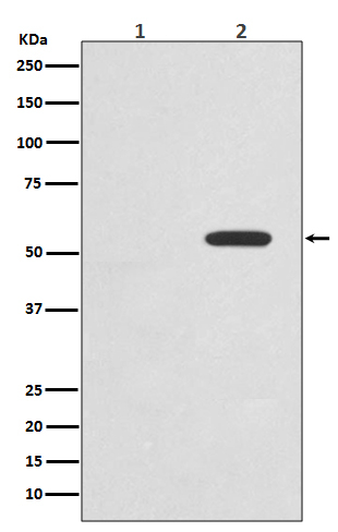 Phospho-c-Myc (Thr58) Antibody in Western Blot (WB)