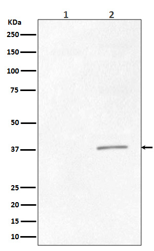 Phospho-Crk (Tyr221) Antibody in Western Blot (WB)