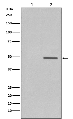 Phospho-Cyclin E (Thr77) Antibody in Western Blot (WB)