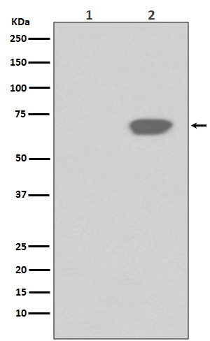Phospho-PLK1 (Thr210) Antibody in Western Blot (WB)