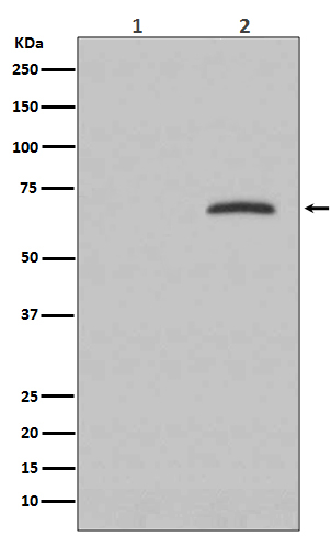 Phospho-Paxillin (Tyr118) Antibody in Western Blot (WB)