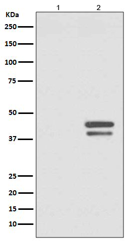 Phospho-JunD (Ser255) Antibody in Western Blot (WB)