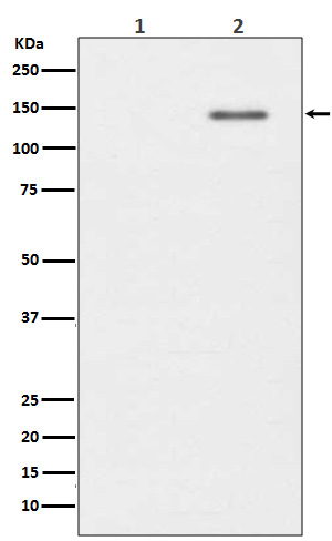 Phospho-SHIP1 (Tyr1020) Antibody in Western Blot (WB)