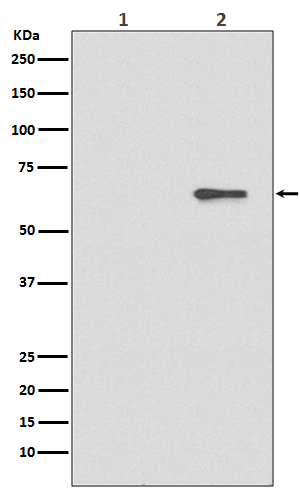 Phospho-AMPK alpha-2 (Ser491) Antibody in Western Blot (WB)