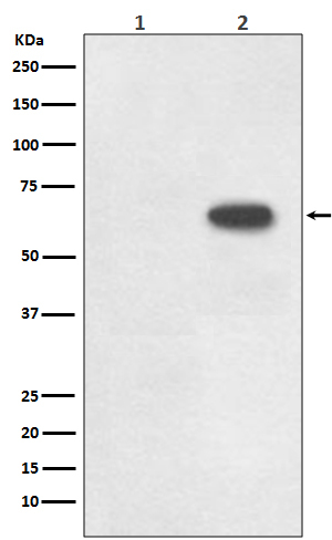 Phospho-Cdc6 (Ser54) Antibody in Western Blot (WB)