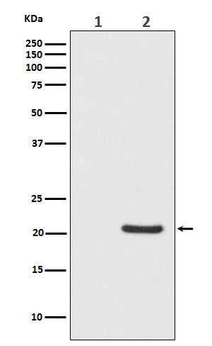 Phospho-Bad (Ser112) Antibody in Western Blot (WB)