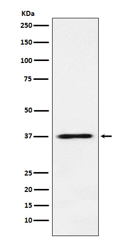 JAB1 Antibody in Western Blot (WB)