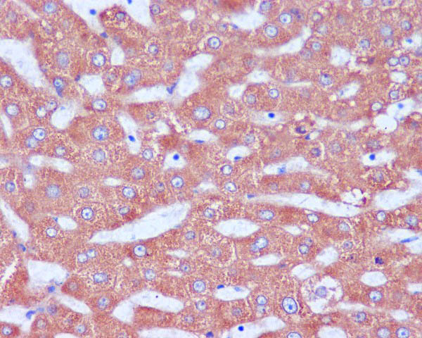 KDEL Antibody in Immunohistochemistry (Paraffin) (IHC (P))