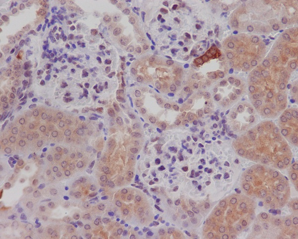 nNOS Antibody in Immunohistochemistry (Paraffin) (IHC (P))