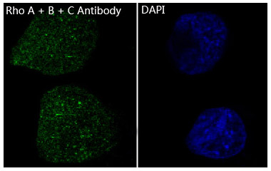 RhoA/RhoB/RhoC Antibody in Immunocytochemistry (ICC/IF)