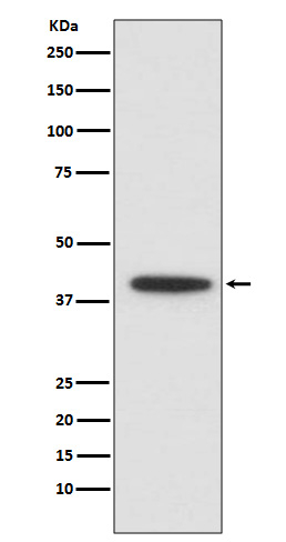C/EBP alpha Antibody in Western Blot (WB)