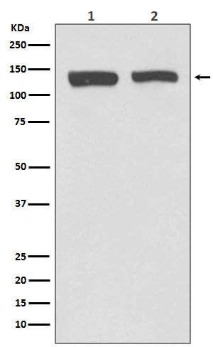 NEDD4L Antibody in Western Blot (WB)