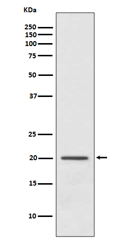 ARF1 Antibody in Western Blot (WB)
