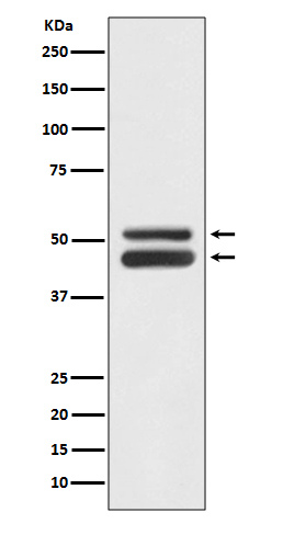 JNK1/JNK3 Antibody in Western Blot (WB)