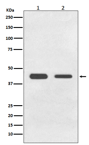 GDF11 Antibody in Western Blot (WB)