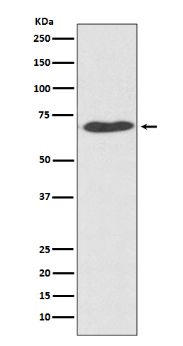 PDIA2 Antibody in Western Blot (WB)
