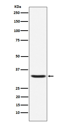 HAMP Antibody in Western Blot (WB)