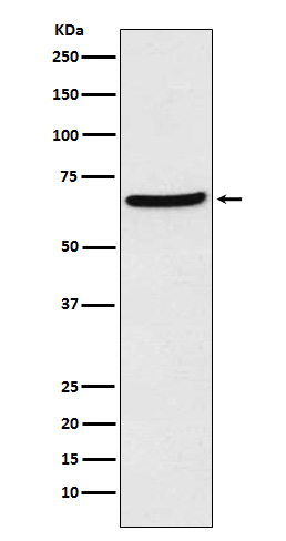 CDT1 Antibody in Western Blot (WB)