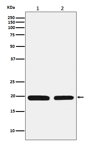 Ferritin Light Chain Antibody in Western Blot (WB)
