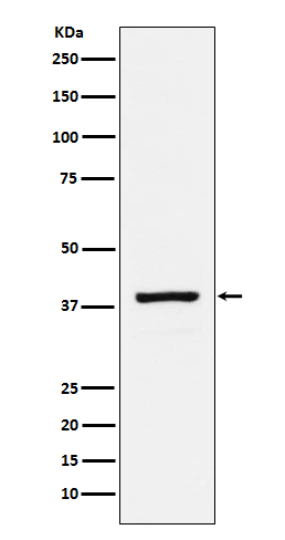 RASSF1 Antibody in Western Blot (WB)