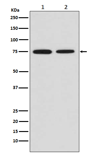 CD204 Antibody in Western Blot (WB)