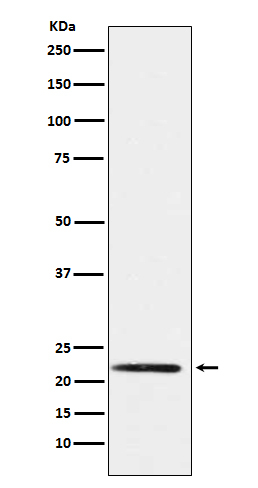 PMP22 Antibody in Western Blot (WB)