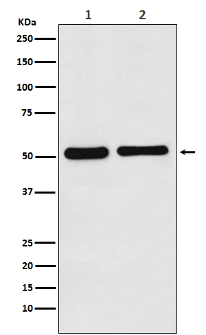 Fascin Antibody in Western Blot (WB)