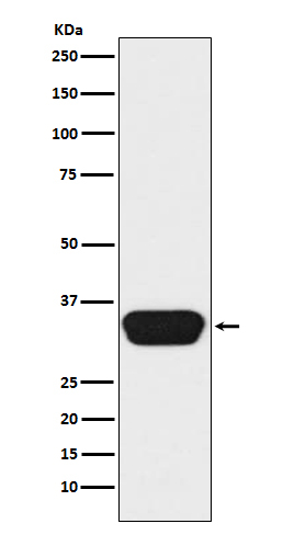 OTX1/2 Antibody in Western Blot (WB)
