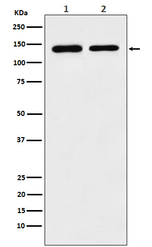 STAG2 Antibody in Western Blot (WB)