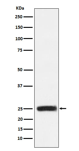 GRB2 Antibody in Western Blot (WB)