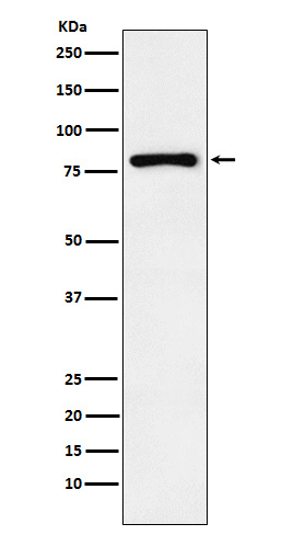 EGR1 Antibody in Western Blot (WB)