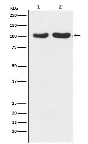GluR2/GluR3 Antibody in Western Blot (WB)