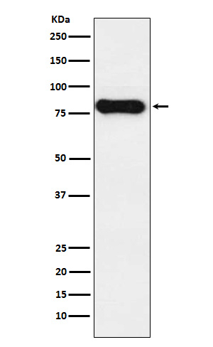 Human IgD Antibody in Western Blot (WB)