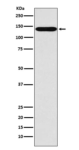 Nhe-1 Antibody in Western Blot (WB)