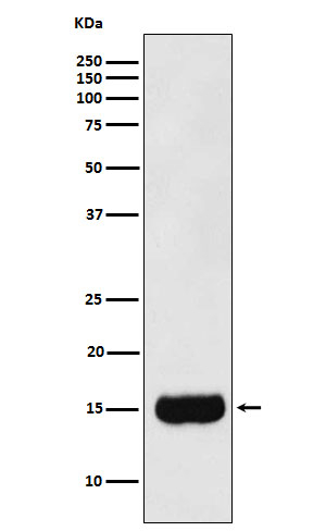 MSMB Antibody in Western Blot (WB)