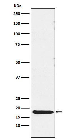 TSH beta Antibody in Western Blot (WB)