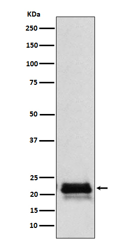 FSH beta Antibody in Western Blot (WB)