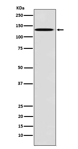 TYRO3 Antibody in Western Blot (WB)