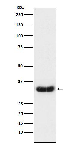 Lefty1/Lefty2 Antibody in Western Blot (WB)