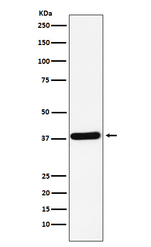 Crk Antibody in Western Blot (WB)