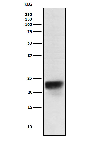 FSH beta Antibody in Western Blot (WB)
