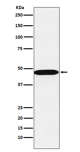 AHCY Antibody in Western Blot (WB)