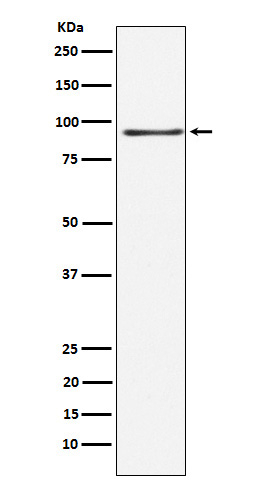 RANBP3 Antibody in Western Blot (WB)
