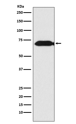 Themis Antibody in Western Blot (WB)