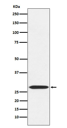 MRPL28 Antibody in Western Blot (WB)