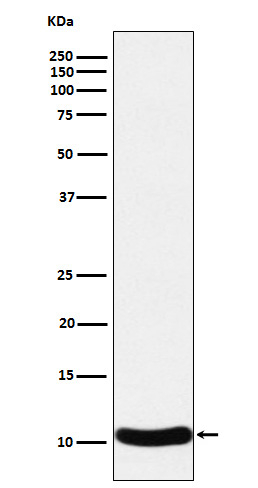 CCL27 Antibody in Western Blot (WB)
