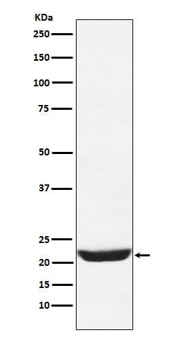 NCS1 Antibody in Western Blot (WB)