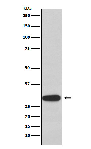 OLIG3 Antibody in Western Blot (WB)