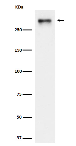 USP24 Antibody in Western Blot (WB)