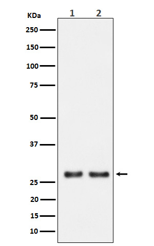 UPP1 Antibody in Western Blot (WB)